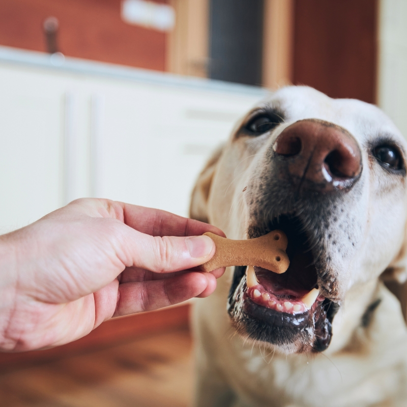 Dog being hand fed calming dog treat