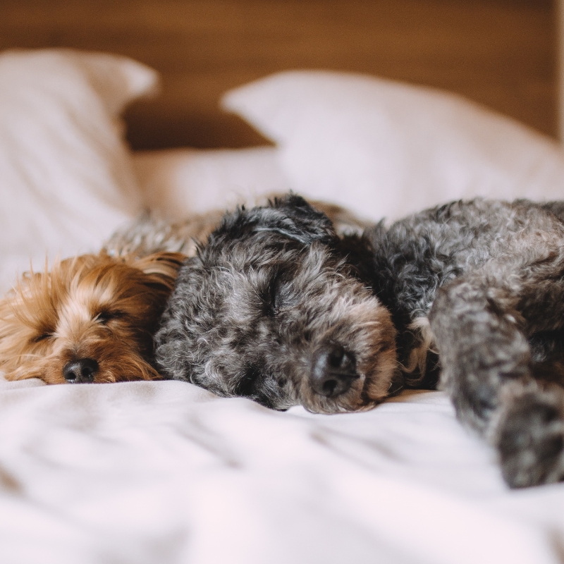 Fluffy brown and black dogs sleeping peacefully side by side